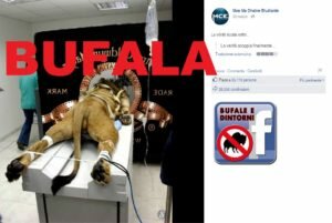 BUFALA – Leone maltrattato da casa cinematografica Altre bufale - Curiosità