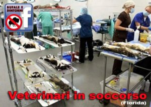 Sperimentazione animale? Vivisezione? No, solo bravissimi veterinari. Bufale animali maltrattati